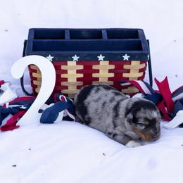 Tiki - Blue merle male Australian Shepherd puppy in Eubank, Kentucky from Ashlee's Aussies