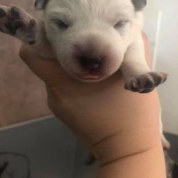 Australian Cattle Dog Puppies from DoReMi ACDs