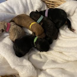 Schnoodle Puppies from Noodle Tings Puppies