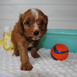 Garnett - Red male Cavapoo puppy in Mountain Grove, Missouri from Dogwood & Sassafras Companions