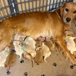 Hot pink girl - Light golden female Golden Retriever puppy in Indianapolis, Indiana from ZuGolden Retrievers & Doodles