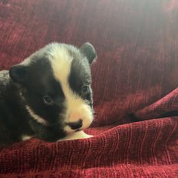 Boy 2 - Brindle and white male Cardigan Welsh Corgi puppy in Buskirk, New York from Hana-K’s Cardigan Welsh Corgis