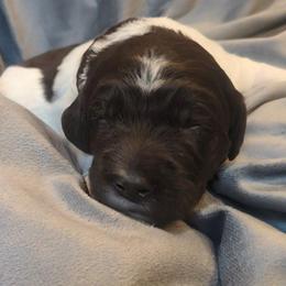 Chandler - male Newfypoo puppy in South Haven, Minnesota from Hidden Haven Poodles and Doodles