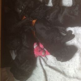 Poodles from Kava Poodles