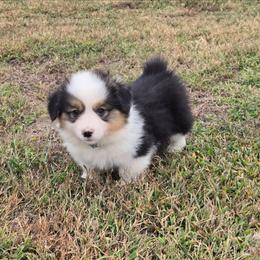 1 blue collar boy - Black and tan male Pembroke Welsh Corgi puppy in Harrisburg, Illinois from Parish Corgis