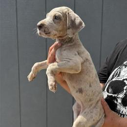 Mars - Silver female Great Dane puppy in Florida from Beachside Kennels