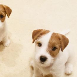 Russell Terriers from Chardonnay Russells