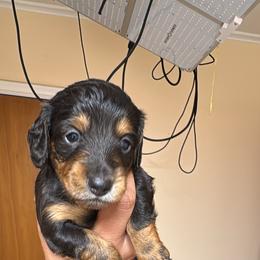 Dachshund Puppies from Americas Wiener Farm