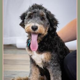 Hy - Tri-color male Bernedoodle puppy in Connersville, Indiana from Deaz Doodle Ranch