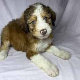 Girl 1 - Red female Aussiedoodle puppy in Alabama from SBA Aussies