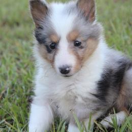 Shetland Sheepdog Puppies from Retter Ridge