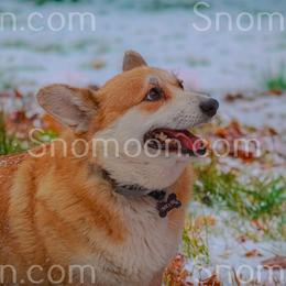 Miniature Pinschers and Pembroke Welsh Corgis from Snomoon Miniature Pinschers  & Pembroke Welsh Corgi