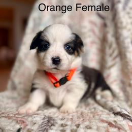 Orange Female - Black and tan female Pembroke Welsh Corgi puppy in La Porte City, Iowa from Cedar River Corgis