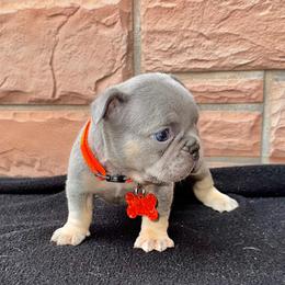 Smalls - Tricolors male French Bulldog puppy in Cleveland, Ohio from Ohio’s Finest Frenchies