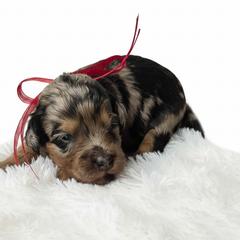 Bella - Merle female Springerdoodle puppy in Fargo, North Dakota from Dakota SpringerDoodles