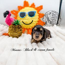 Moana - Black and cream female Dachshund puppy in Prairieville, Louisiana from Southern Barron Danes & Dachshunds