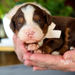 Fudge - Brown and white male Bernedoodle puppy in Salado, Texas from Red Ranch Dogs