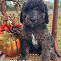 Raleigh - Brindle male Poodle puppy in St. Johnsbury, Vermont from Poodles of the Northern Woods