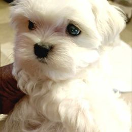 Maltese, Maltipoo, and Morkie Puppies from The Aristocratic Puppy Patch