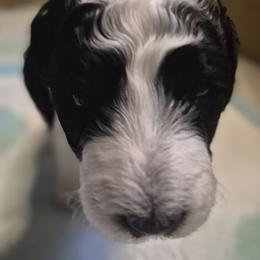 MOYEN Habenero - Parti male Poodle puppy in Milford, Michigan from Cuddley-Poods Moyen poodles