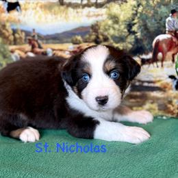 St. Nicholas - Black tri male Miniature Australian Shepherd puppy in Chino Valley, Arizona from BlueZion Aussies