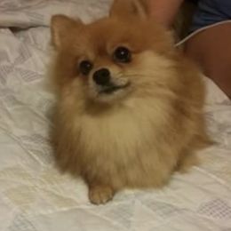Lucy - Pomeranian