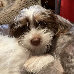 Chocolate caramel kisses - Chocolate, tan and white male Yorkshire Terrier puppy in Sacramento County, California from WiseGuys Love Yorkies