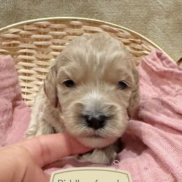 Riddle - Cream female Australian Labradoodle puppy in Harrisonville, Missouri from Blessed Day Doodles