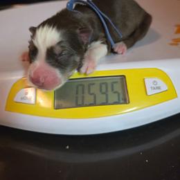 Apollo - Red and white male Siberian Husky puppy in Buckeye, Arizona from Anime Huskies
