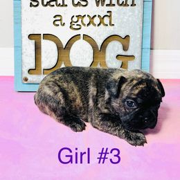 Border Collie and French Bulldog Puppies from JD French Bulldogs and Border Collies