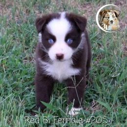 Aussiedoodle, Australian Shepherd, Miniature Australian Shepherd, and Toy Australian Shepherd Puppies from 3Laussies