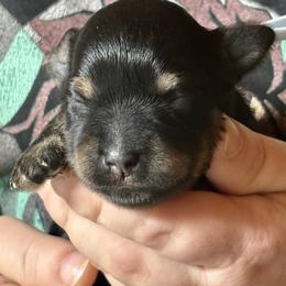 Ember - Black female Miniature Schnauzer puppy in Kings Mountain, North Carolina from Behind the Beard Schnauzers