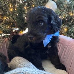 Blue - Black and white male Bernedoodle puppy in Toledo, Ohio from Avery Doodle Day LLC