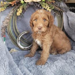 Country Morning Tradition - Caramel red female Australian Labradoodle puppy in Aumsville, Oregon from Country Morning Labradoodles