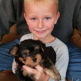 Yorkshire Terriers from Vargo's Yorkies LLC