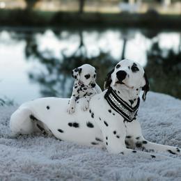 Sancho - White and black male Dalmatian puppy in Mount Vernon, Missouri from Spots & Spirals