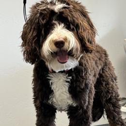 Meeko - Bernedoodle