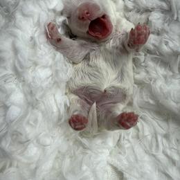 Bonnie - Cream female Maltipoo puppy in Fredericktown, Missouri from Doodle Pups Fur-Ever