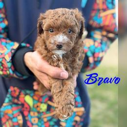 Bravo - Red  male Poodle puppy in Cedar City, Utah from Baird Poodles and Doodles