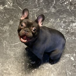 Camila  - French Bulldog