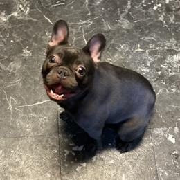 Camila  - French Bulldog