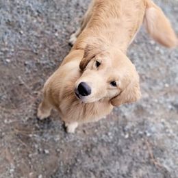 Golden Retriever Puppies from DoubleTake Goldens