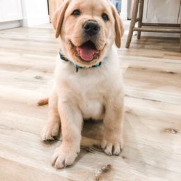 Labrador Retriever Puppies from Everlasting Labradors
