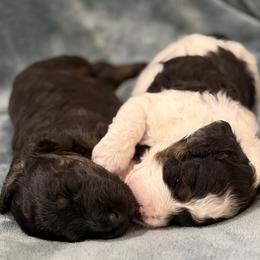 Aussiedoodle puppies from White River Doodles
