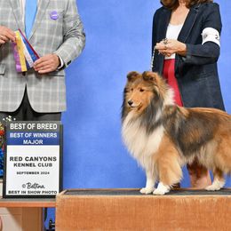 Shetland Sheepdog All Grown Up from Pat's Shetland Sheepdogs