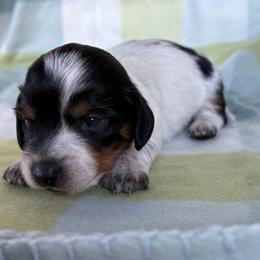 Oreo - Piebald male Dachshund puppy in Hawley, Texas from Little e Dachshunds