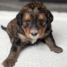 White - Tri-color female Bernedoodle puppy in Connecticut from Valley View Doodles