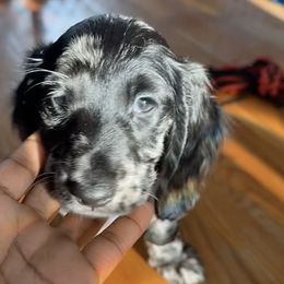 Dachshunds from Dox&Kosh
