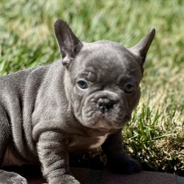 French Bulldog Puppies from Churchill Frenchies