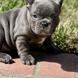 French Bulldog Puppies from Churchill Frenchies